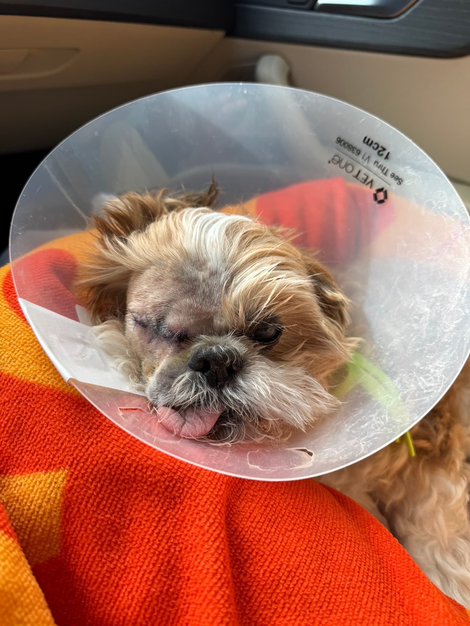 First picture after surgery - Cooper swollen but alive