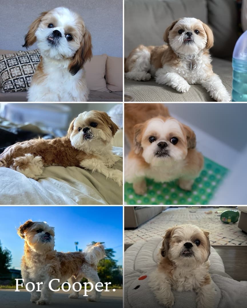 Six photos of Cooper, 2013 to 2025, with the words For Cooper