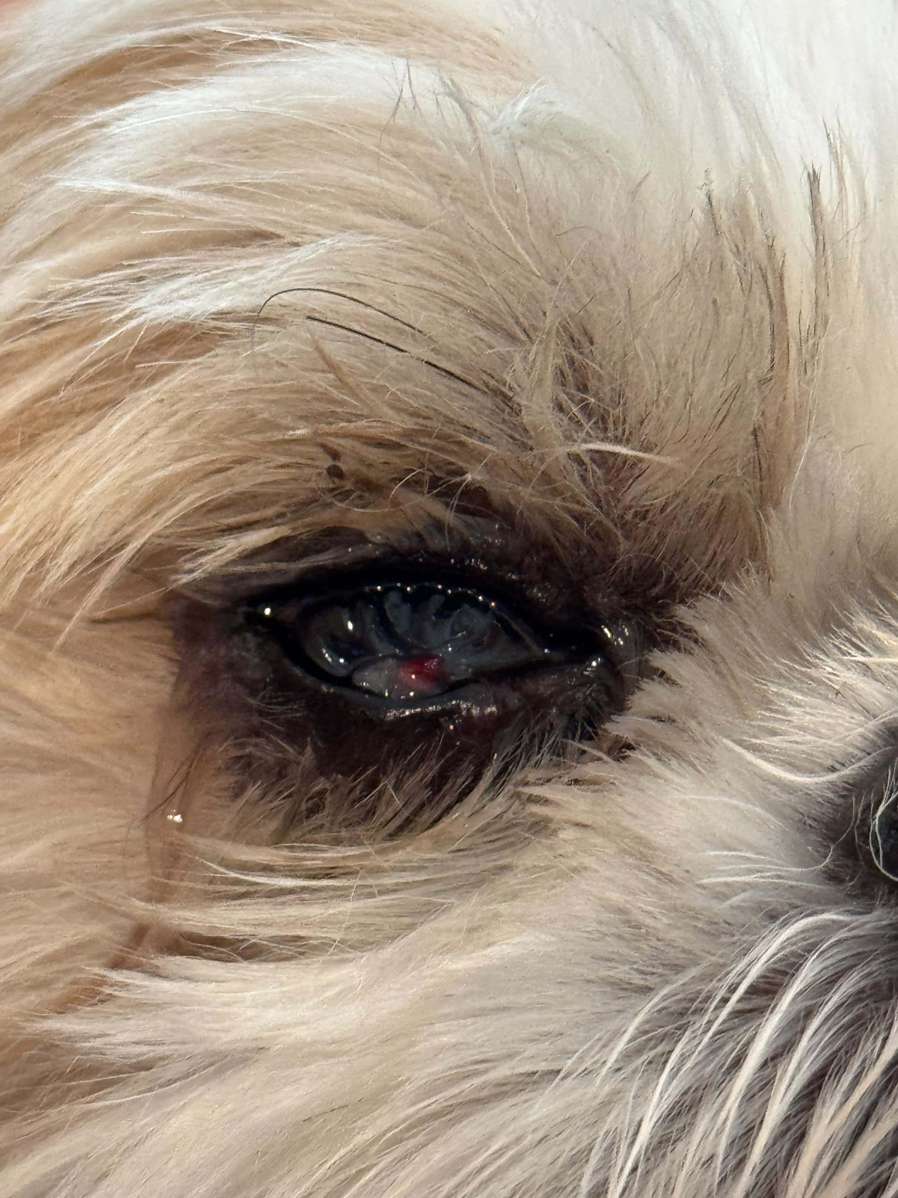 Cooper's infected eye ulcer