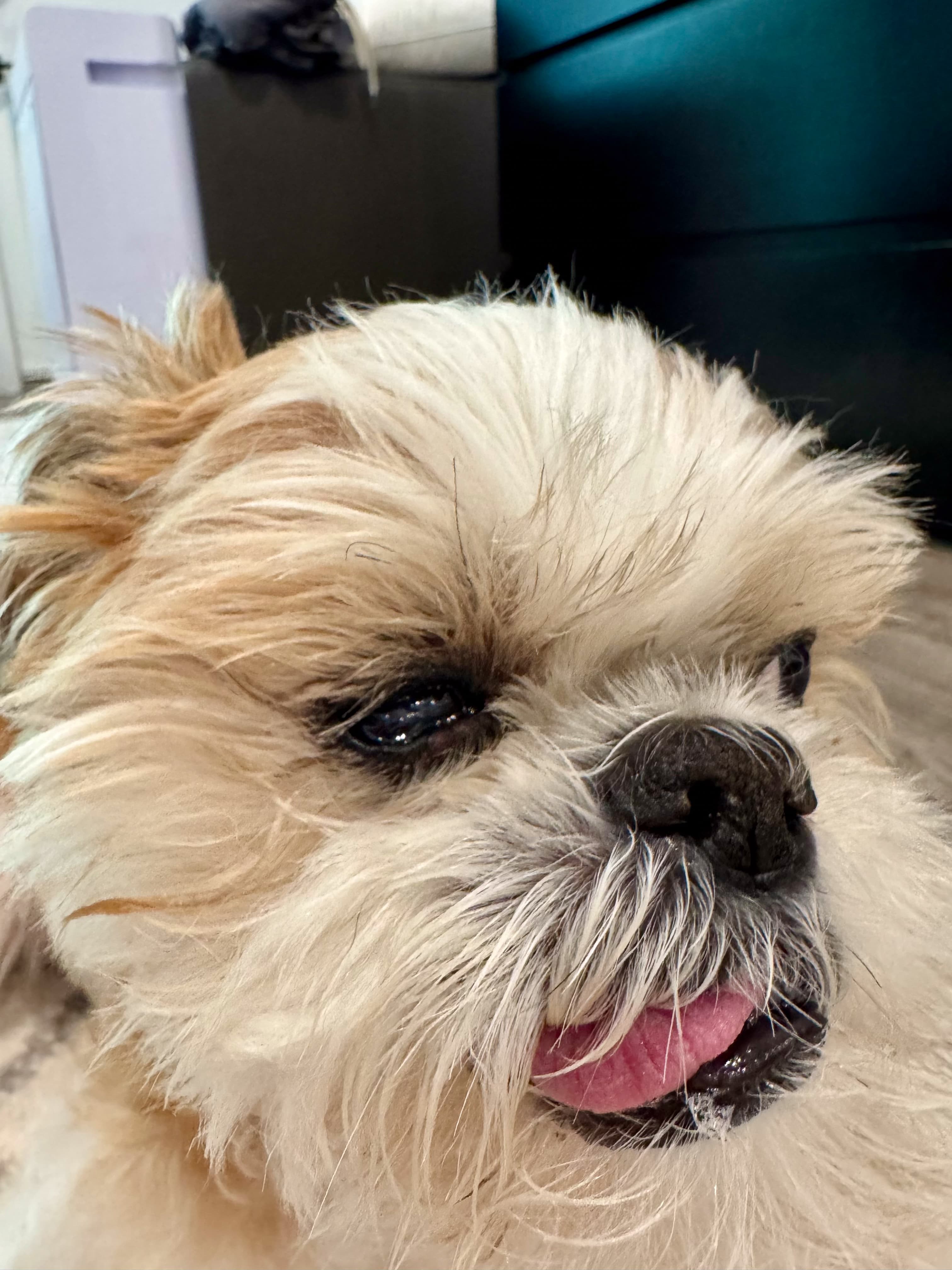 Cooper's eye leaking