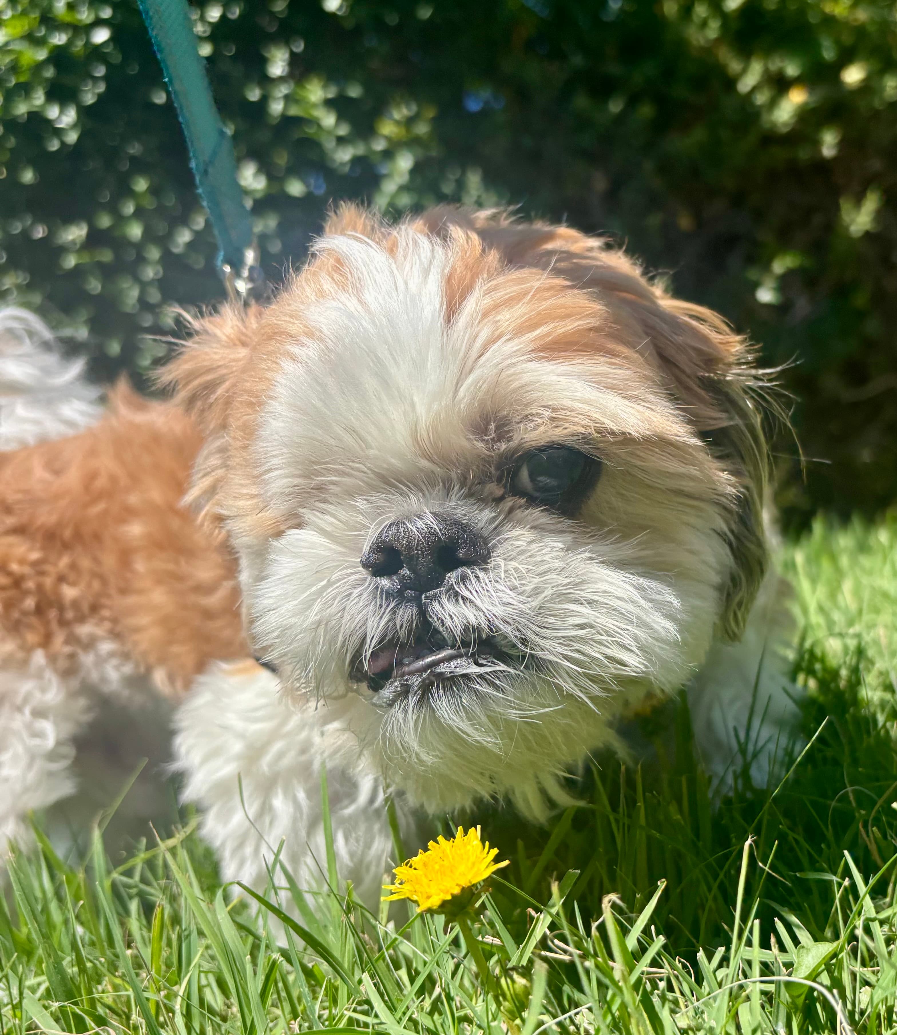 Cooper smelling a yellow flower