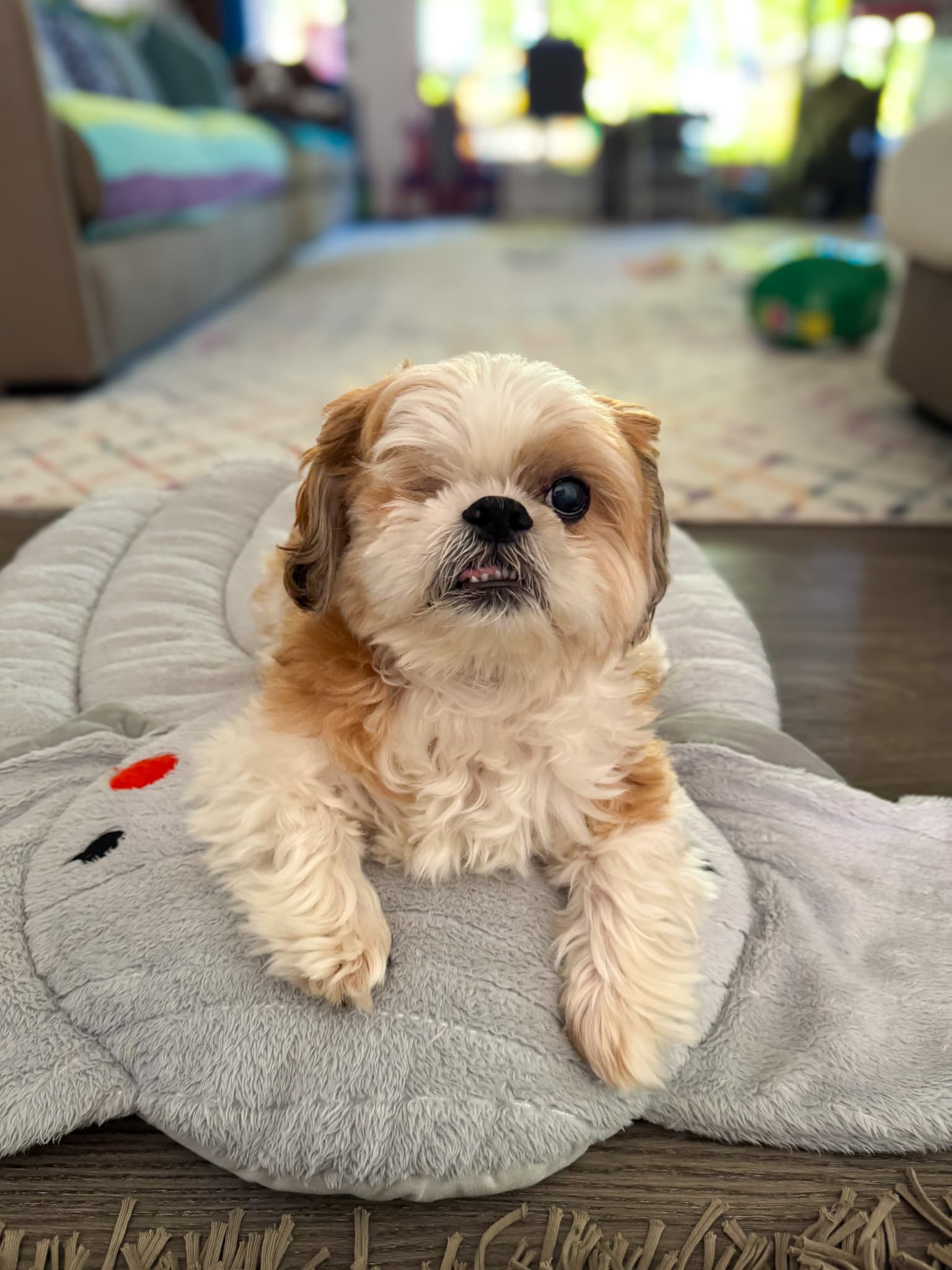Cooper happy and healthy on his elephant toy